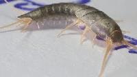 Silverfish Control Canberra image 1
